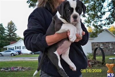 American bulldog pupies in  Michigan NKC